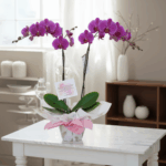 toma la imagen adjunta como base y genera l2xoqm2 2