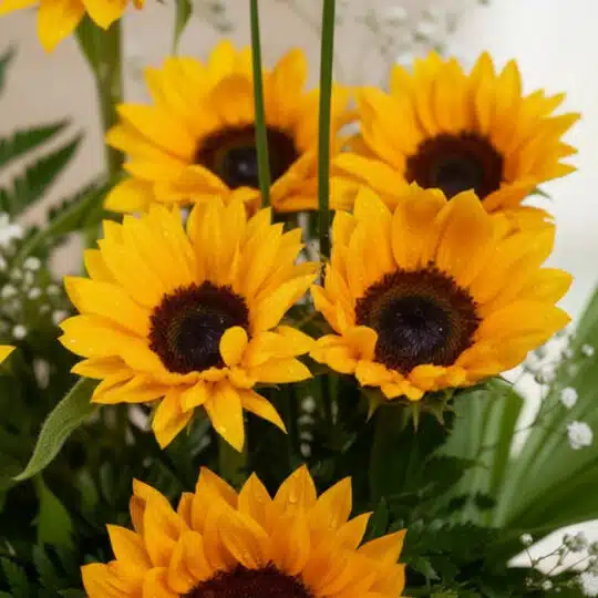 Primer plano extremo de girasoles radiantes del arreglo floral GIULIANA, con gotas de rocío sutiles y textura híper-realista.
