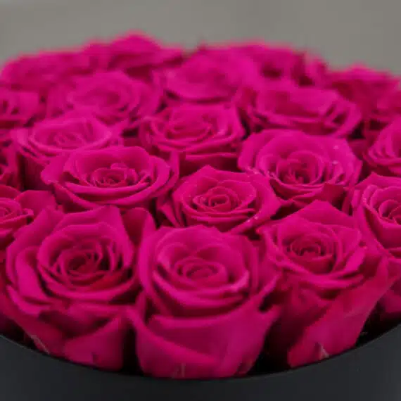 Primer plano extremo de un arreglo floral Marena con 21 rosas fucsia vibrantes y frescas, con sutiles gotas de rocío y textur