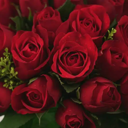 Primer plano extremo de un exuberante bouquet de rosas rojas premium, con gotas de rocío sutiles y textura híper-realista, re