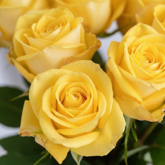 Primer plano extremo de rosas amarillas Elisabetta con gotas de rocío, mostrando textura hiperrealista y colores vibrantes ba